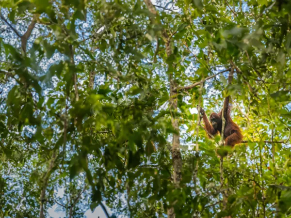 Conservation Imperatives: securing the last unprotected terrestrial sites harboring irreplaceable biodiversity
